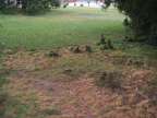 Old Stumps