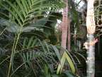 Conservatory Plants